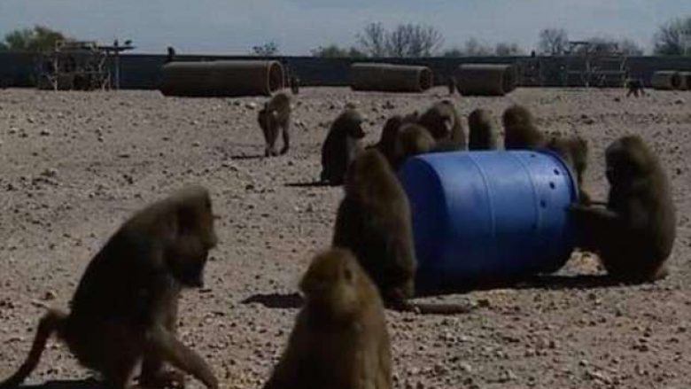 Majmunët afruan fuçinë te muri i rrethojës, për tu arratisur nga laboratori i hulumtimeve (Foto)