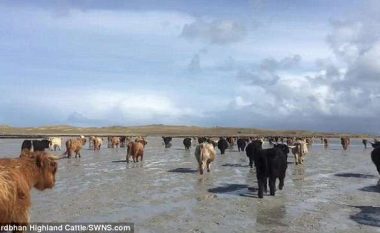 Më se 100 lopë të mbarsura nisen për në ishullin e pabanuar, për të sjellë në jetë të vegjlit (Video)