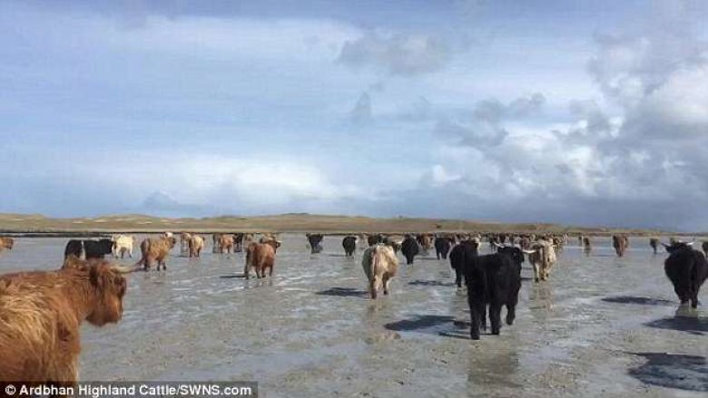 Më se 100 lopë të mbarsura nisen për në ishullin e pabanuar, për të sjellë në jetë të vegjlit (Video)