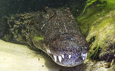 Paguajnë mijëra euro për tu zhytur në ujërat me krokodilë (Foto)