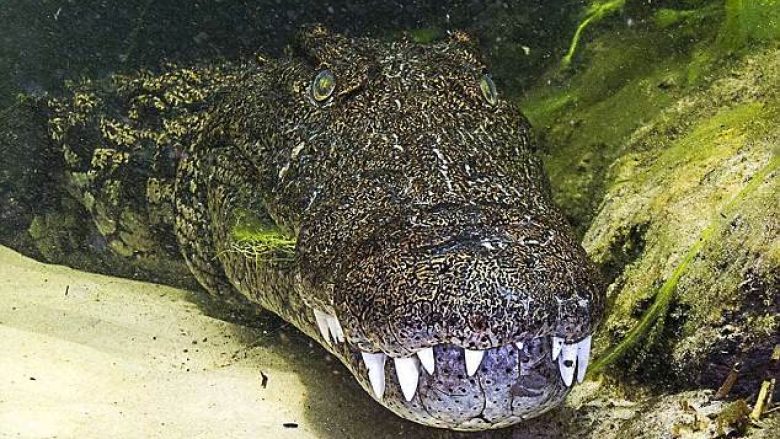 Paguajnë mijëra euro për tu zhytur në ujërat me krokodilë (Foto)