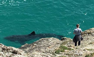 Peshkaqeni gjigant shfaqet shumë pranë notuesve (Video)
