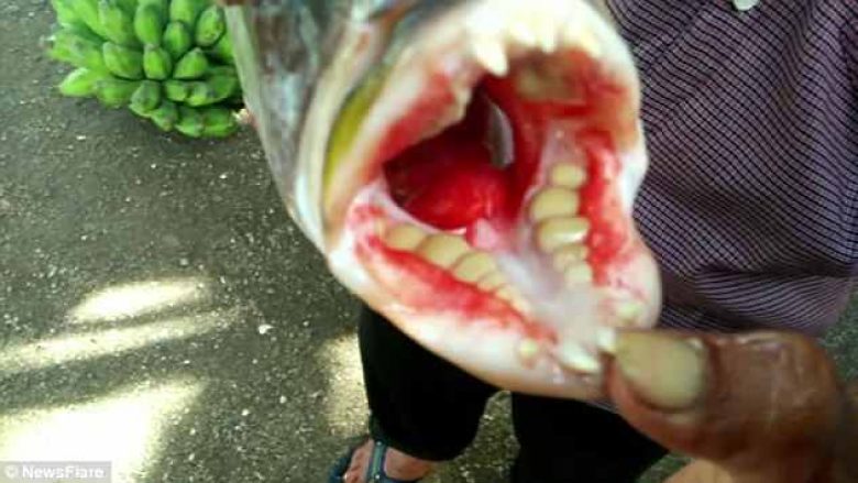 Peshku me dukje normale, befason me formën e pazakontë të dhëmbëve (Video)