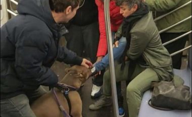 Panik në një tren në New York, qeni mban për një kohë të gjatë kafshuar këpucën e një gruaje (Video)