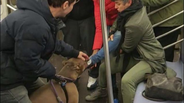 Panik në një tren në New York, qeni mban për një kohë të gjatë kafshuar këpucën e një gruaje (Video)