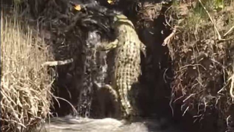 Sikur mos të ishte aq i frikshëm, krokodili lëvizi vertikalisht për tu ngjitur nëpër ujëvarë (Video)