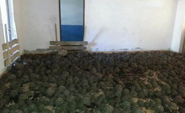 Vodhën afro 10 mijë breshka dhe mbanin në kushte të rënda (Video)