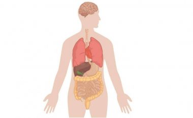 Gjashtë organet e trupit pa të cilat mund të jetojmë
