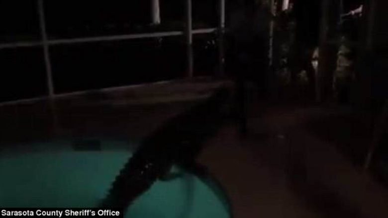 Dëgjuan një zhurmë të madhe, befasohen familjarët – një aligator ishte futur në pishinën e shtëpisë së tyre (Video)