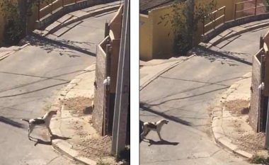 Qeni arrin ta kapërcej murin e lartë pas disa tentimeve të dështuara (Video)