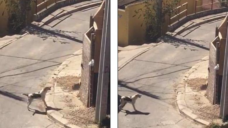 Qeni arrin ta kapërcej murin e lartë pas disa tentimeve të dështuara (Video)