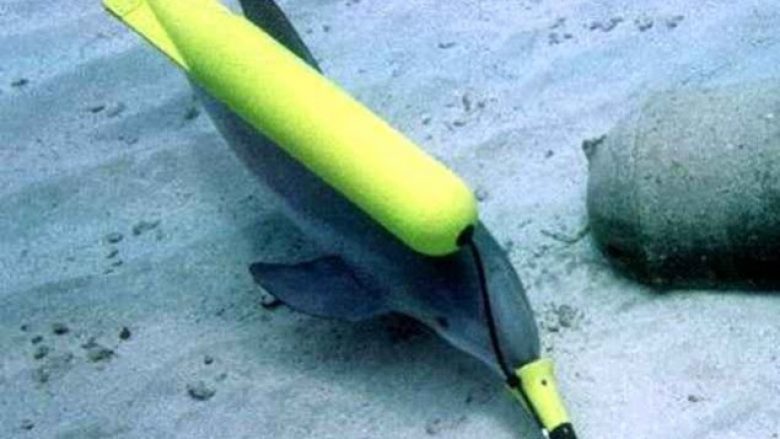 Delfini, arma sekrete e Ukrainës bie në duart e rusëve (Foto)