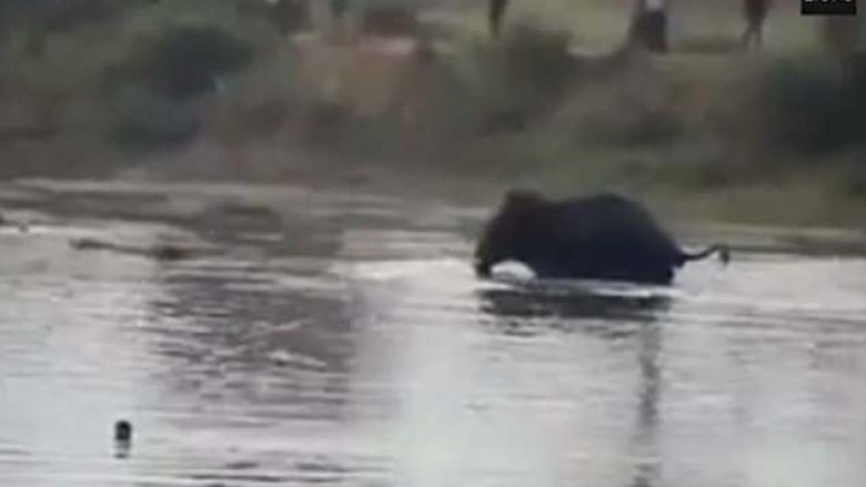 Edhe pse u fut në ujë për t’i shpëtuar më të keqes, burri shtypet për vdekje nga elefanti (Video)