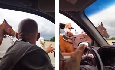 Kali ikë nga ferma e pronarit dhe përfundon në autostradën e mbushur me vetura duke vrapuar, e shpëton shoferja dhe policia (Video)