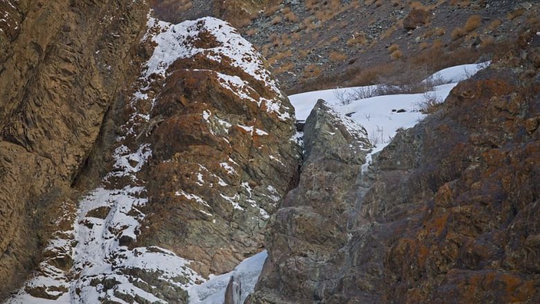 Ekspertë të kamuflimit, a mund t’i gjeni leopardët e rrallë të borës në kodrën shkëmbore? (Foto)