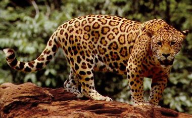 ​Jaguari “ia heq” kokën breshkës (Foto/Video, +16)