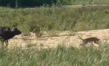 Bualli deshi ta shpëtojë hardhucën nga luanët e vegjël, duke hedhur njërin prej tyre disa metra lart (Video)