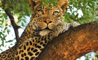 Leopardi mbyt trevjeçarin