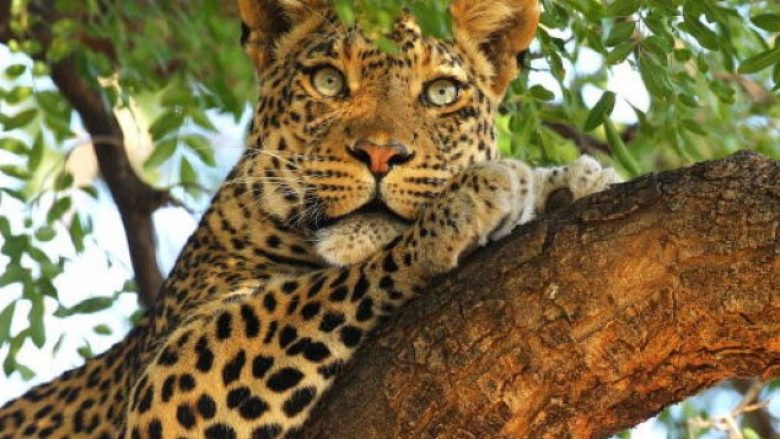 Leopardi mbyt trevjeçarin