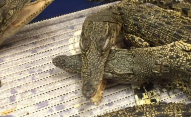 50 krokodilë kapen të gjallë në aeroportin e Londrës