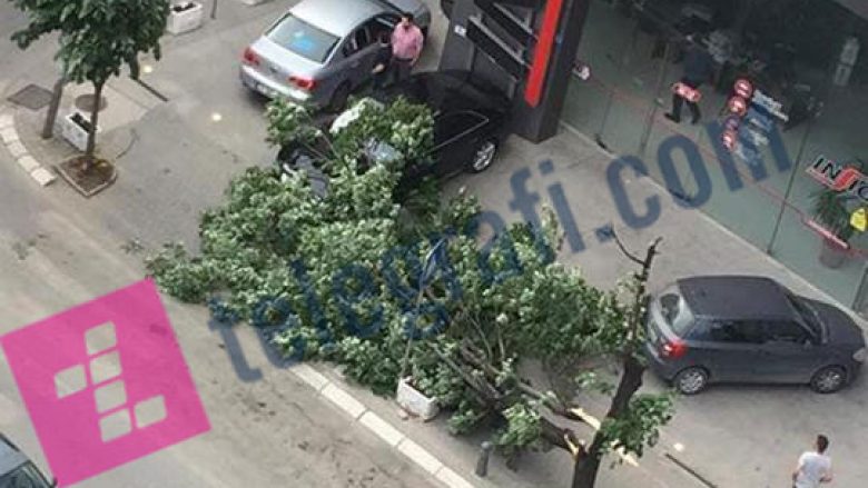 Era rrëzon një lis në qendër të Prishtinë (Foto)