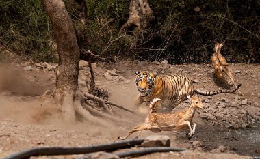 Aksioni zgjati vetëm tetë sekonda: Priti pesë orë në 48 gradë Celsius, vetëm për të filmuar tigrin duke zënë drerin (Foto)