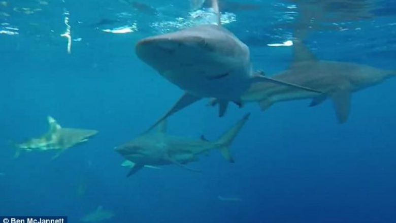 Barka peshkatarit rrethohet nga 30 peshkaqenë (Video)