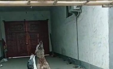 Detyruan qentë të përleshen dhunshëm, para se t’i presin për mish në kasaphanë (Video)