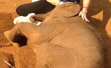 Elefanti i vogël nuk e lëshonte turisten të shkonte, pasi ajo e përkëdheli (Video)
