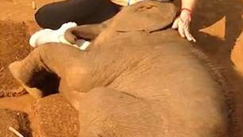 Elefanti i vogël nuk e lëshonte turisten të shkonte, pasi ajo e përkëdheli (Video)