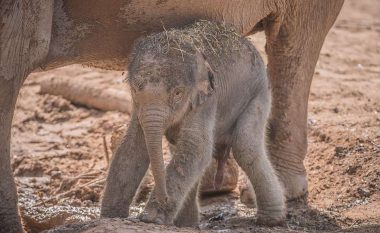 Një elefante solli në jetë të voglin me tre muaj vonesë (Video)
