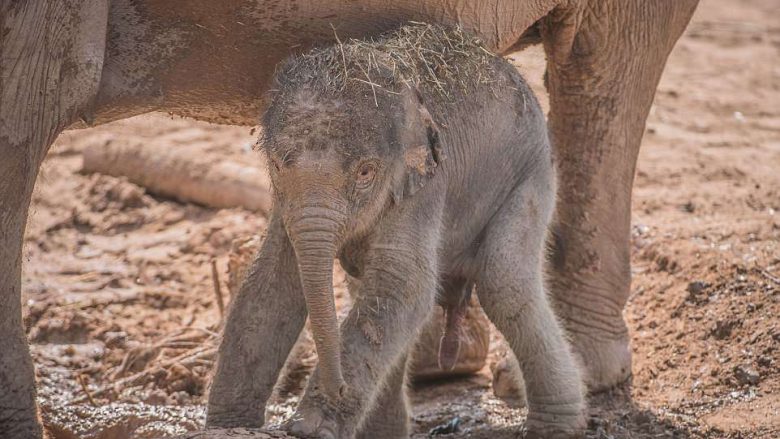 Një elefante solli në jetë të voglin me tre muaj vonesë (Video)