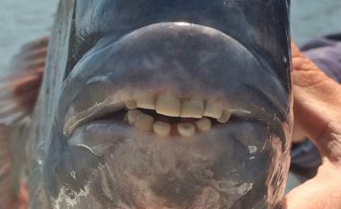 Kapet peshku me dhëmbë aq të fuqishëm sa që mund të thyejë guaska (Foto)
