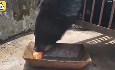 Këlyshi që menduan se ishte qen doli të jetë ari, tani  peshon afro 200 kilogramë (Video)