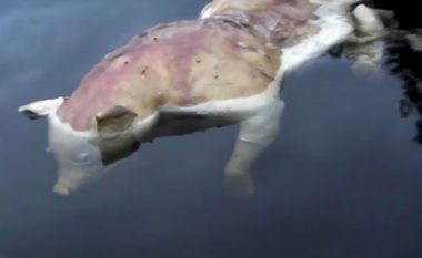 Krijesa misterioze në liqe me kokë derri dhe duar si të njeriut (Video)