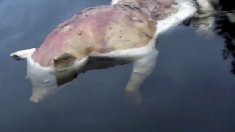 Krijesa misterioze në liqe me kokë derri dhe duar si të njeriut (Video)