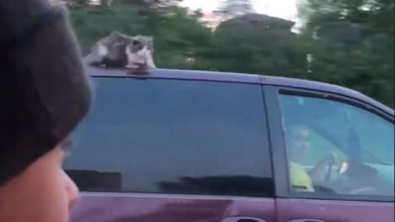 Macja qëndroi sipër veturës që vozitej me mbi 100 kilometra në orë (Video)