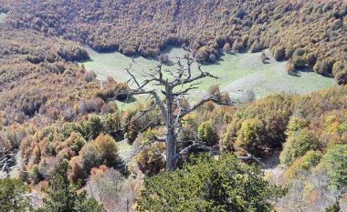 Pema më e vjetër në Evropë ndodhet në Itali, megjithëse i ka 1,230 vjet po vazhdon të rritet (Foto)