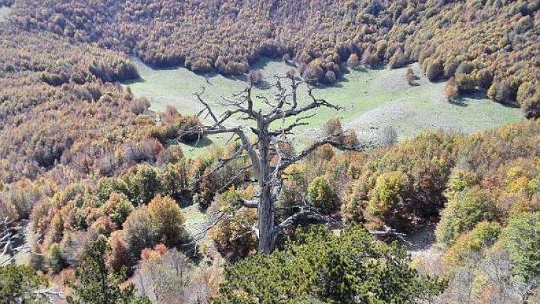 Pema më e vjetër në Evropë ndodhet në Itali, megjithëse i ka 1,230 vjet po vazhdon të rritet (Foto)