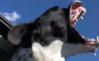 Pronarja nuk mund të ndalojë së qeshuri me qenin e saj, që provon ta “hajë ajrin” (Video)