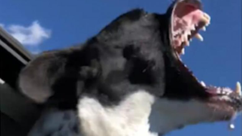 Pronarja nuk mund të ndalojë së qeshuri me qenin e saj, që provon ta “hajë ajrin” (Video)