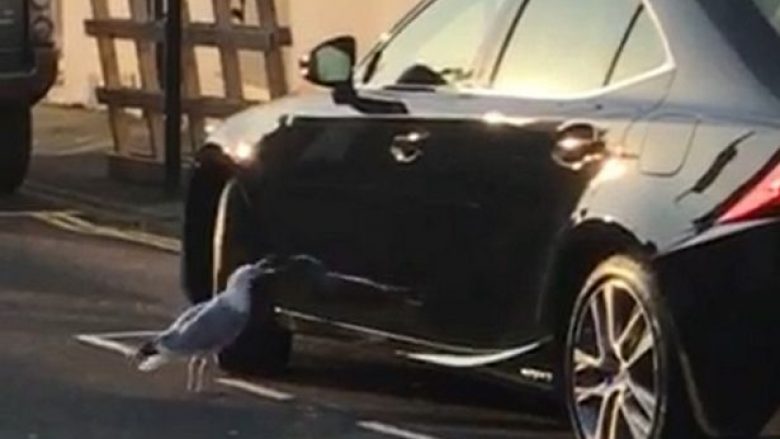 Pulëbardha goditi refleksionin në veturë, duke shkaktuar dëme të konsiderueshme (Video)