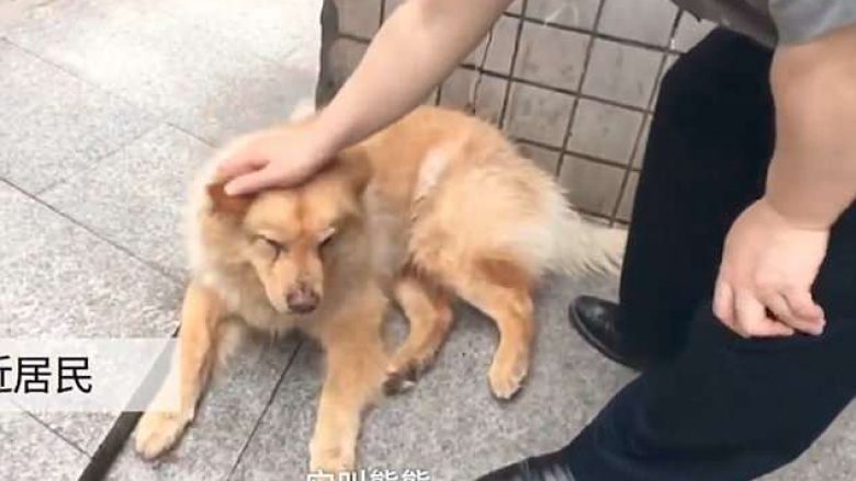 Qeni besnik pret qetësisht nga 12 orë në stacionin e trenit, derisa të kthehet pronari nga puna (Video)