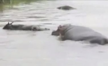 Momenti kur hipopotamët shpëtojnë antilopën nga krokodili, pas një “lufte epike” (Video)
