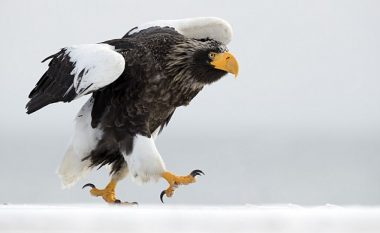 Shqiponja në ‘parakalim’ (Foto)