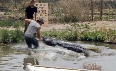 Takimi me krokodilin që mund ta linte pa dorë (Video)