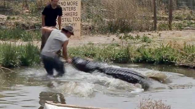 Takimi me krokodilin që mund ta linte pa dorë (Video)
