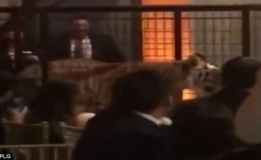 Tigrin e mbyllur në kafaz, e dërguan si të “ftuar nderi” në mesin e maturantëve (Video)