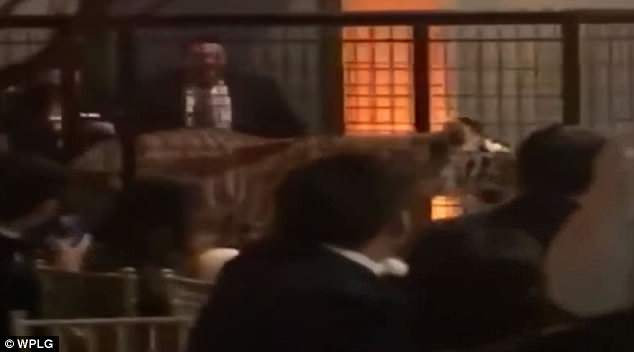 Tigrin e mbyllur në kafaz, e dërguan si të “ftuar nderi” në mesin e maturantëve (Video)