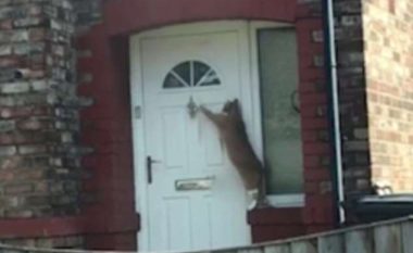 Troket lehtë më derë për t’ia hapur, macja po konsiderohet si më sjellshmja ndonjëherë (Video)